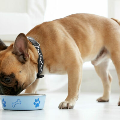 Telltale Food Allergy Symptoms in Dogs