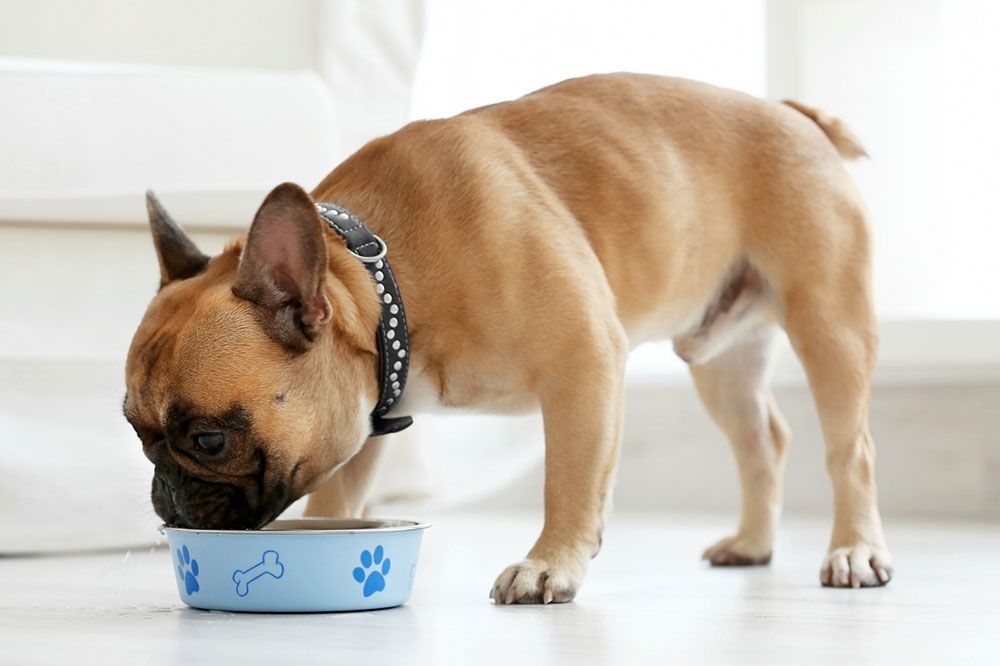 Telltale Food Allergy Symptoms in Dogs