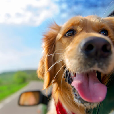 Tips for Safe Travel with Pets