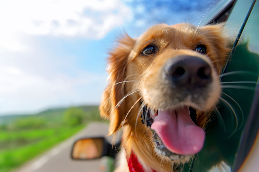 Tips for Safe Travel with Pets