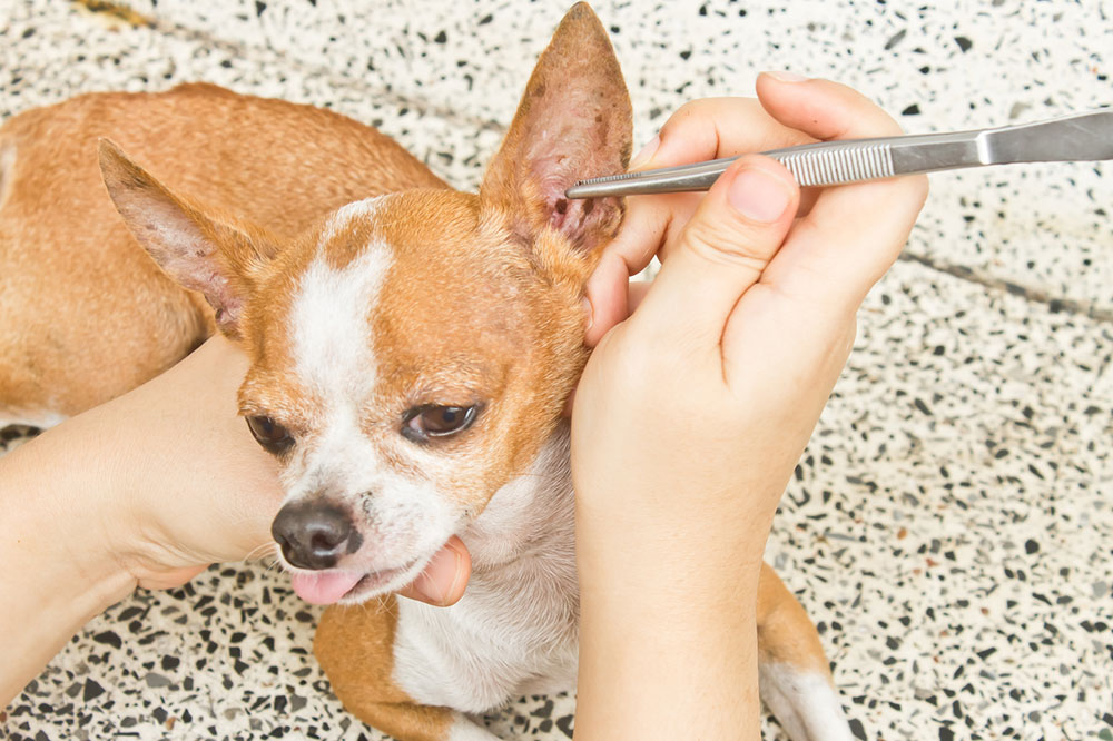 Top Products to Protect Dogs from Fleas and Ticks